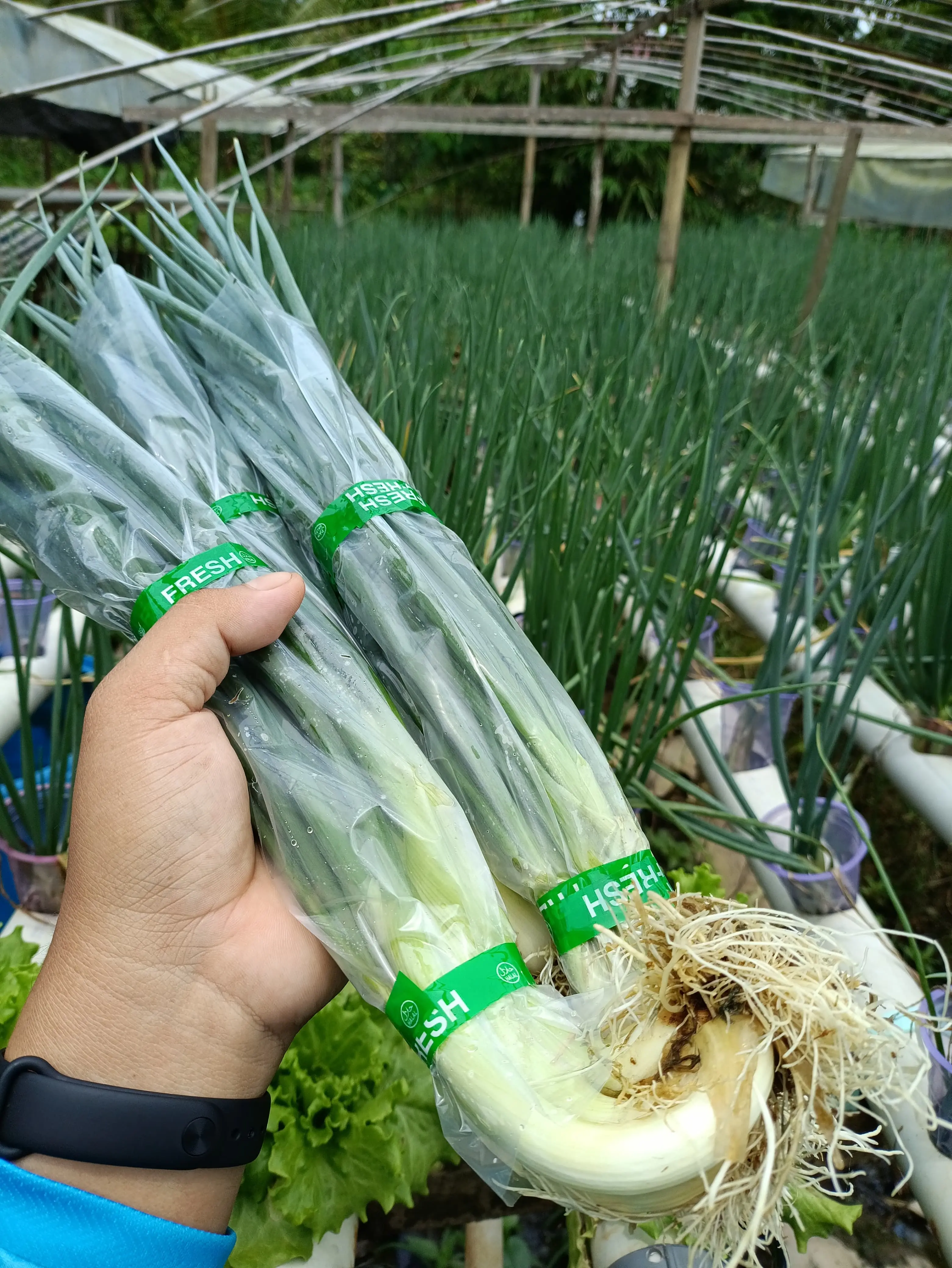 Daun bawang
